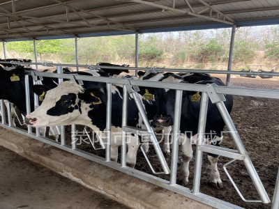 牛頸枷（牛頸夾）該如何選擇