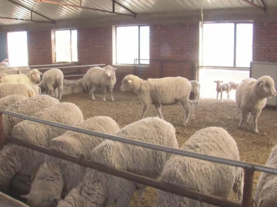 出欄早 效益 “察哈爾羊”為牧民增富為草場減負(fù)