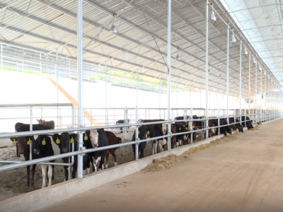 云南省臨滄耿馬縣四排山鄉(xiāng)肉牛養(yǎng)殖場引入進(jìn)口肉牛