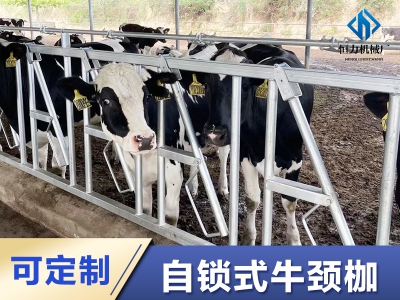 解放雙手的養(yǎng)牛：自鎖式牛頸夾震撼上線！