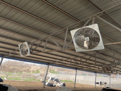 牛舍風(fēng)機(jī)有效幫助牛場(chǎng)解決牛只的熱應(yīng)激問題