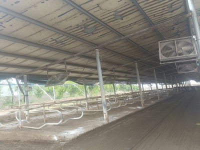 牛場(chǎng)智能清糞機(jī)解決牛場(chǎng)清糞難的問題