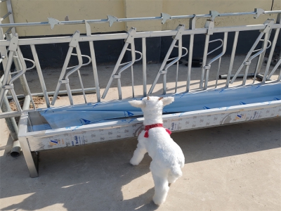 浙江溫州劉老板新羊場實現(xiàn)快捷管理靠羊頸枷