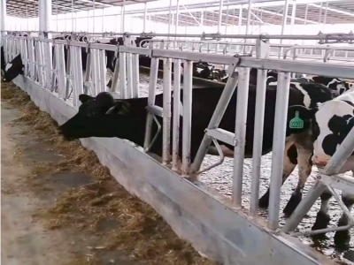 牛羊養(yǎng)殖行業(yè)呈現(xiàn)新趨勢(shì) 智能化設(shè)備助力產(chǎn)業(yè)升