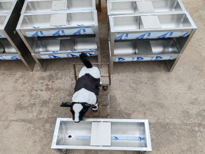 夏季牛羊可以使用不銹鋼恒溫飲水槽嗎？