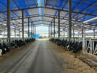 熱鍍鋅牛頸夾在萬頭牛場(chǎng)中的應(yīng)用